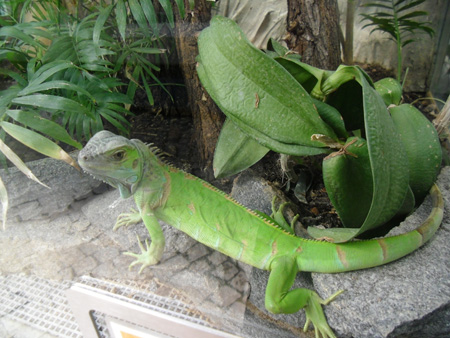 Reptil
