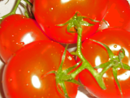 Frische Tomaten