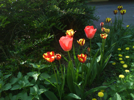 Blumen